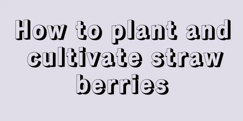 How to plant and cultivate strawberries