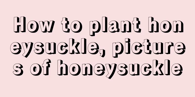 How to plant honeysuckle, pictures of honeysuckle