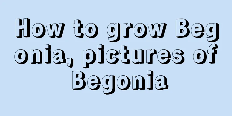 How to grow Begonia, pictures of Begonia