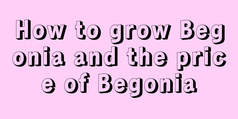 How to grow Begonia and the price of Begonia