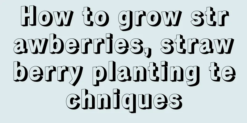 How to grow strawberries, strawberry planting techniques