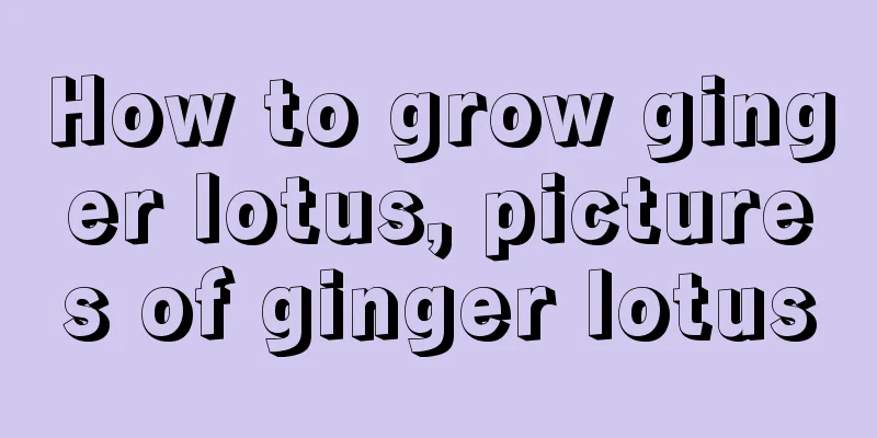 How to grow ginger lotus, pictures of ginger lotus