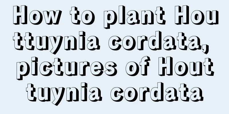 How to plant Houttuynia cordata, pictures of Houttuynia cordata