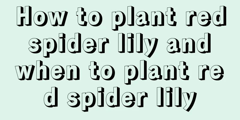 How to plant red spider lily and when to plant red spider lily