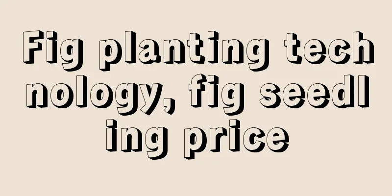 Fig planting technology, fig seedling price