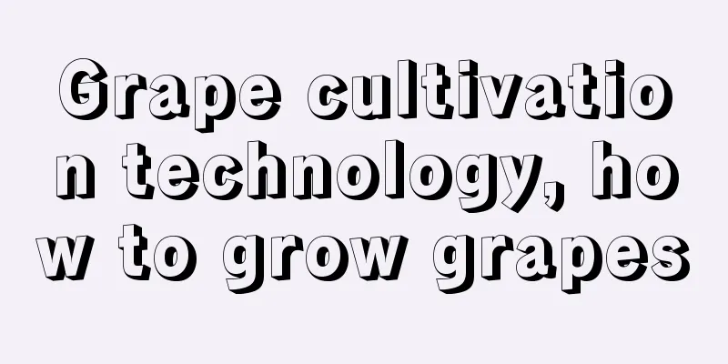 Grape cultivation technology, how to grow grapes