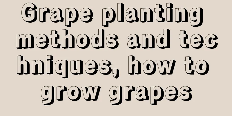 Grape planting methods and techniques, how to grow grapes