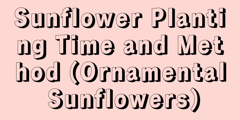 Sunflower Planting Time and Method (Ornamental Sunflowers)