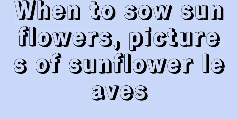 When to sow sunflowers, pictures of sunflower leaves