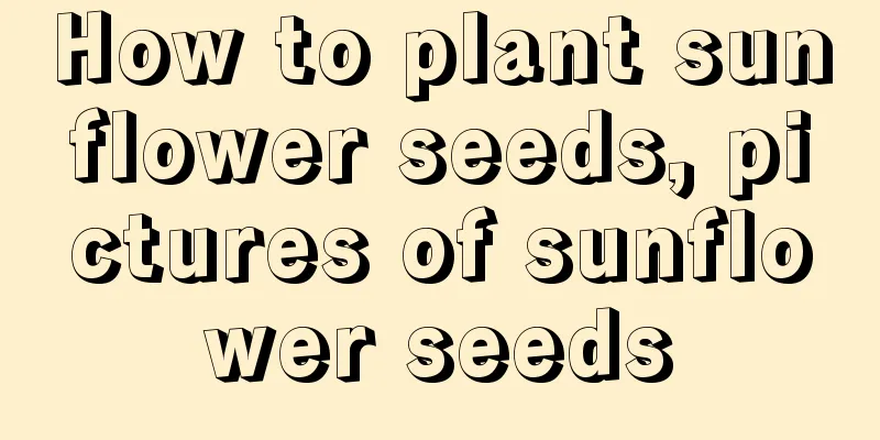 How to plant sunflower seeds, pictures of sunflower seeds