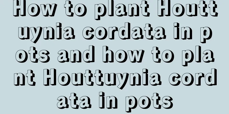 How to plant Houttuynia cordata in pots and how to plant Houttuynia cordata in pots