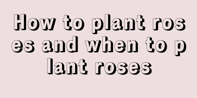 How to plant roses and when to plant roses