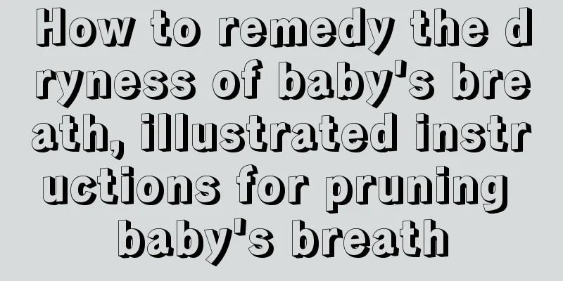 How to remedy the dryness of baby's breath, illustrated instructions for pruning baby's breath