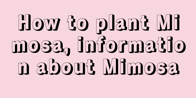 How to plant Mimosa, information about Mimosa