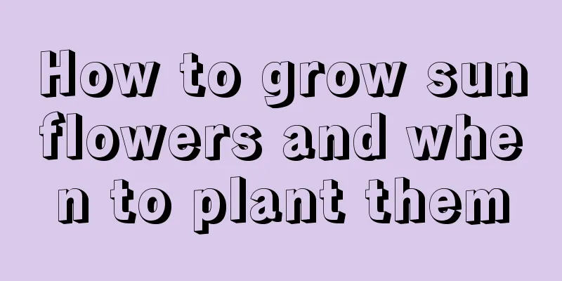 How to grow sunflowers and when to plant them