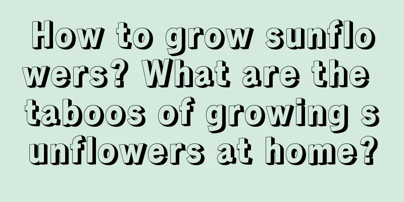 How to grow sunflowers? What are the taboos of growing sunflowers at home?