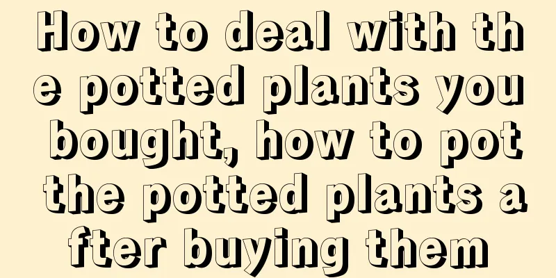 How to deal with the potted plants you bought, how to pot the potted plants after buying them