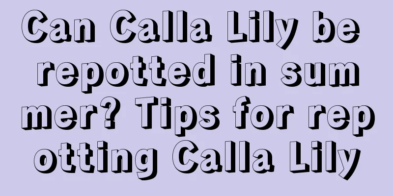 Can Calla Lily be repotted in summer? Tips for repotting Calla Lily