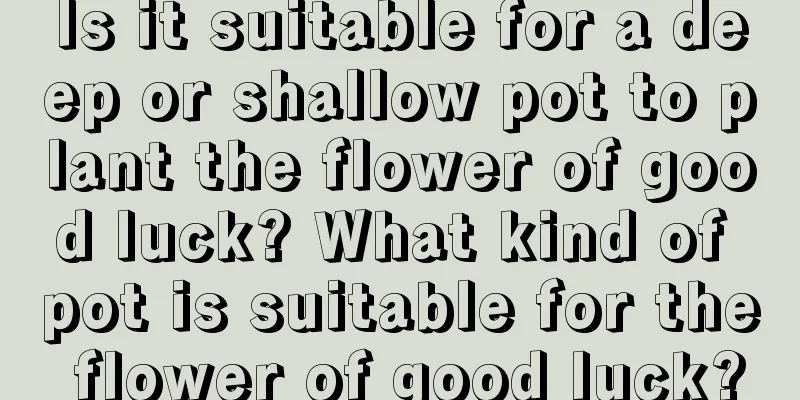 Is it suitable for a deep or shallow pot to plant the flower of good luck? What kind of pot is suitable for the flower of good luck?