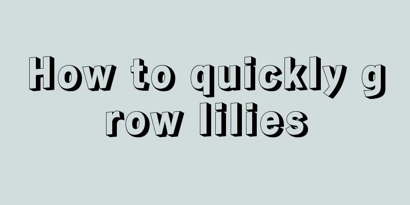 How to quickly grow lilies