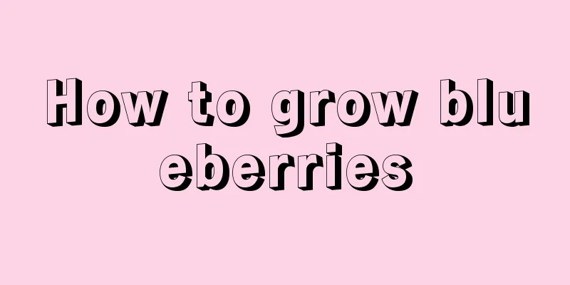 How to grow blueberries