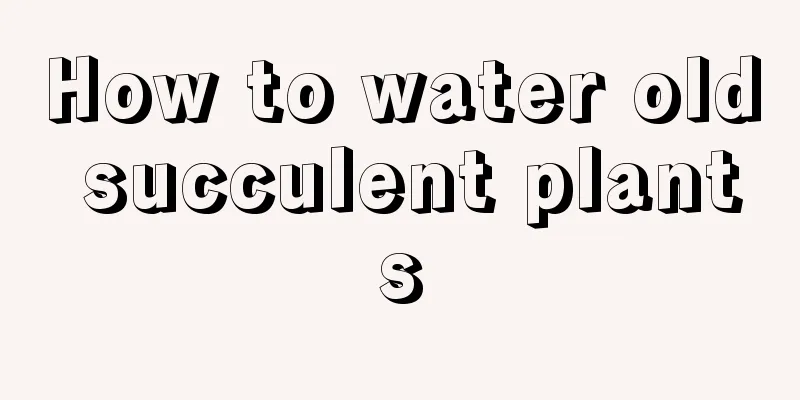 How to water old succulent plants