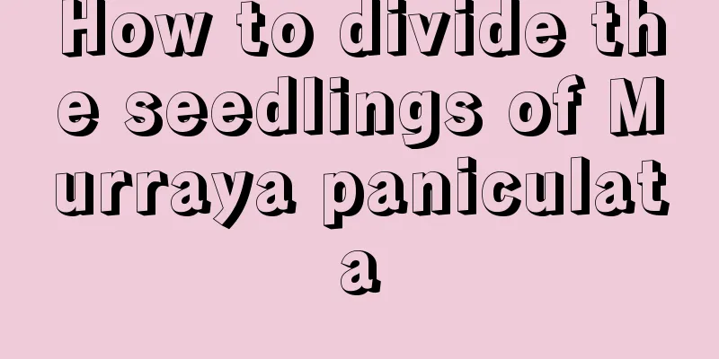 How to divide the seedlings of Murraya paniculata