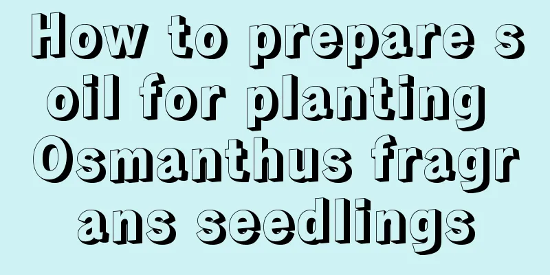 How to prepare soil for planting Osmanthus fragrans seedlings