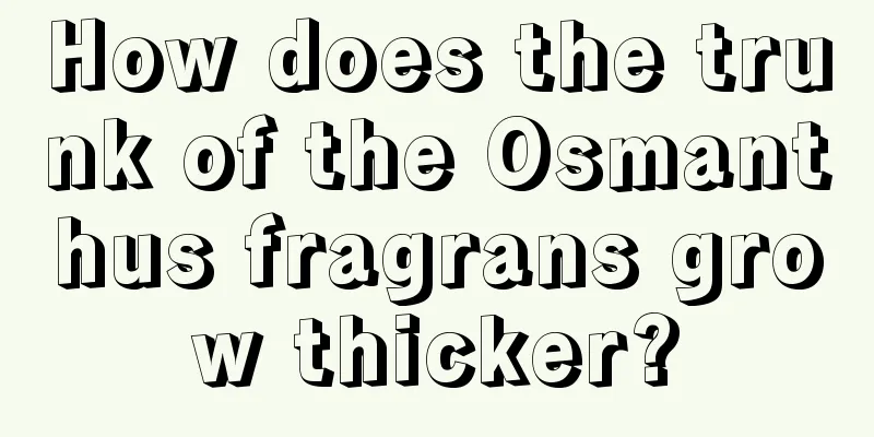 How does the trunk of the Osmanthus fragrans grow thicker?