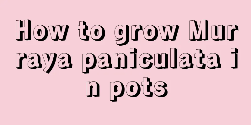 How to grow Murraya paniculata in pots