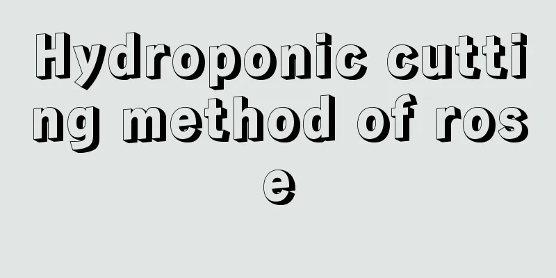 Hydroponic cutting method of rose