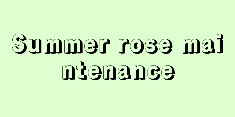 Summer rose maintenance