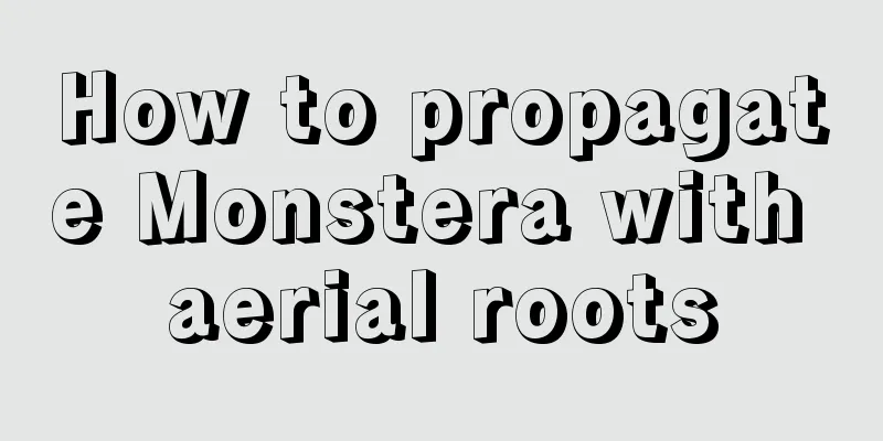 How to propagate Monstera with aerial roots