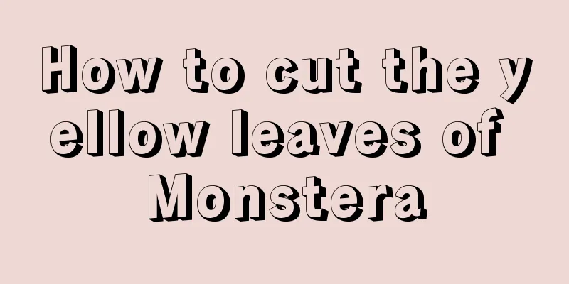 How to cut the yellow leaves of Monstera