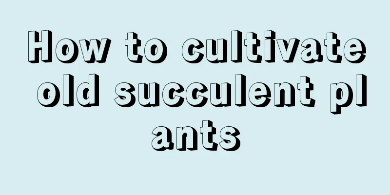 How to cultivate old succulent plants