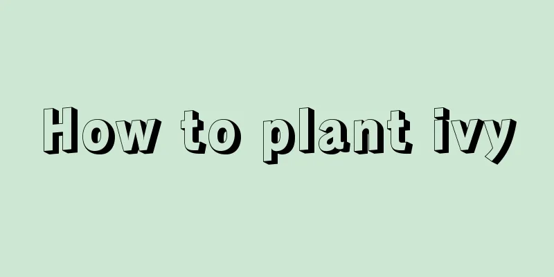 How to plant ivy