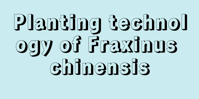 Planting technology of Fraxinus chinensis