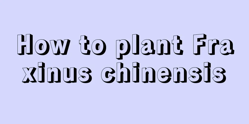 How to plant Fraxinus chinensis