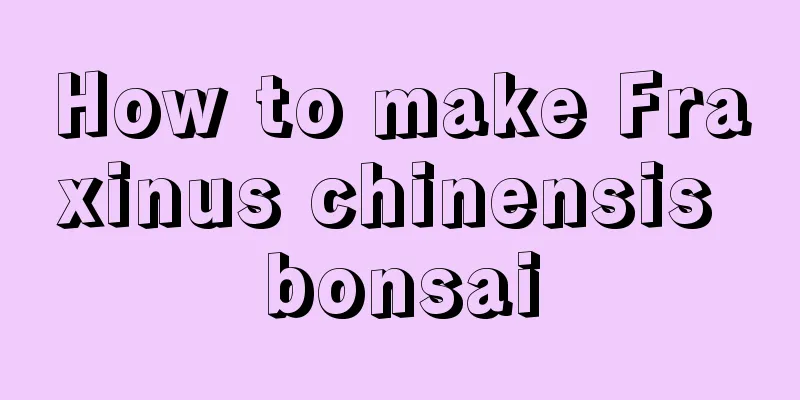 How to make Fraxinus chinensis bonsai