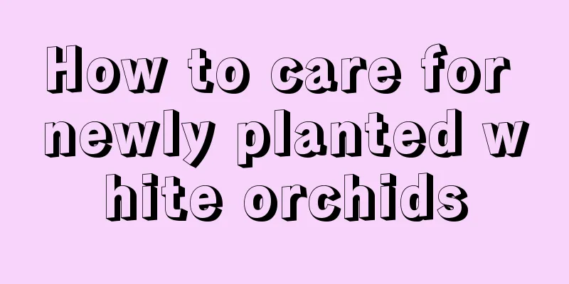 How to care for newly planted white orchids