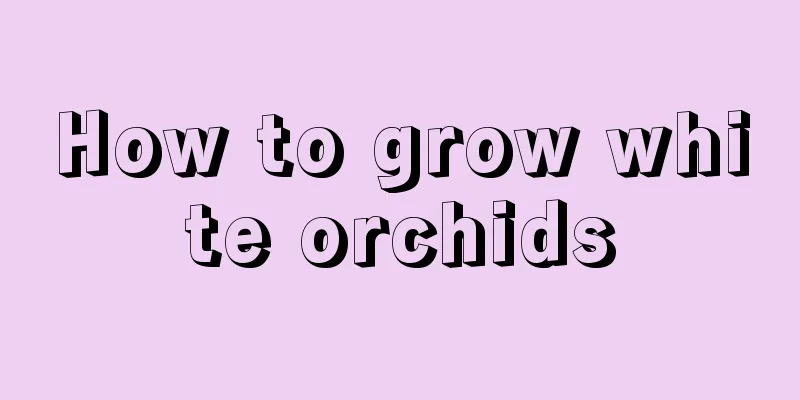 How to grow white orchids