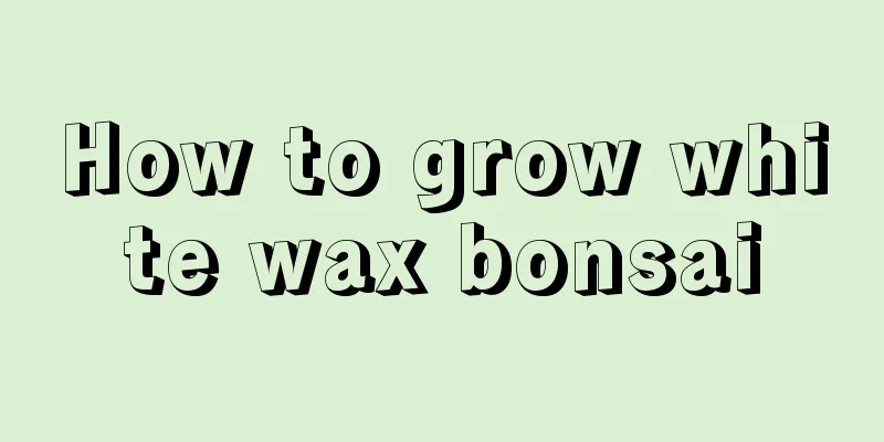 How to grow white wax bonsai