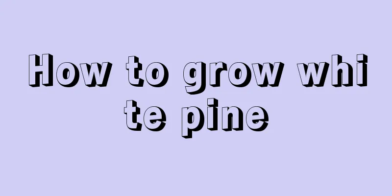 How to grow white pine