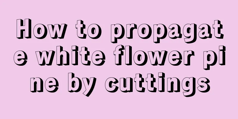 How to propagate white flower pine by cuttings