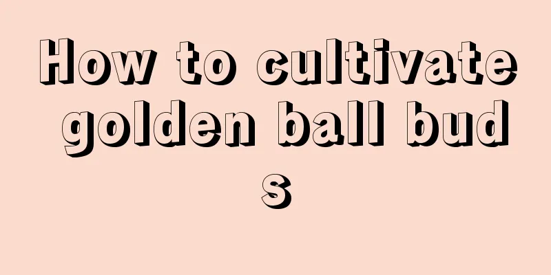 How to cultivate golden ball buds