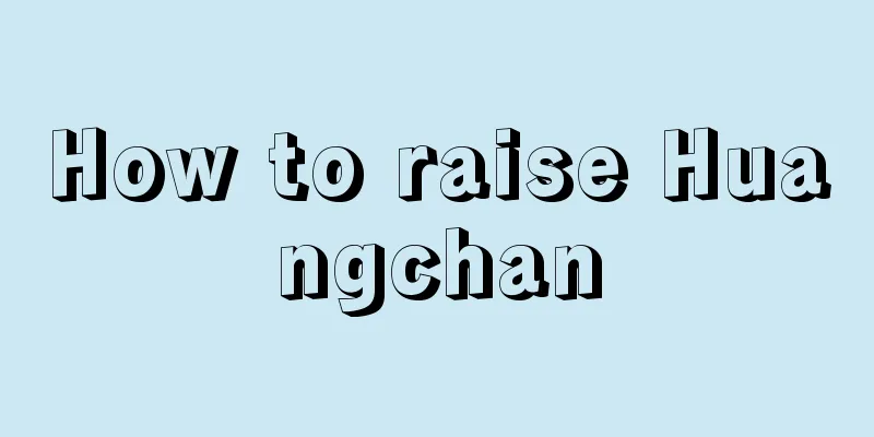 How to raise Huangchan