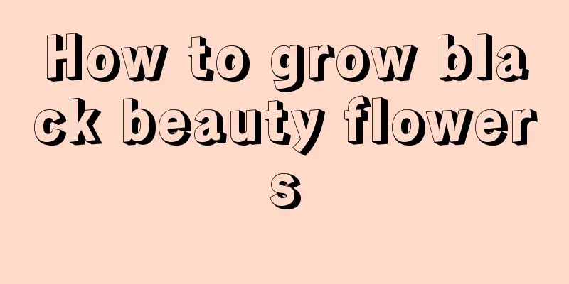 How to grow black beauty flowers