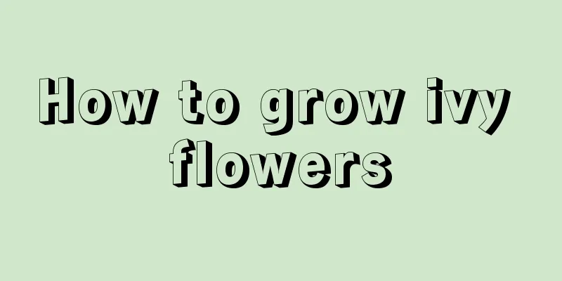 How to grow ivy flowers