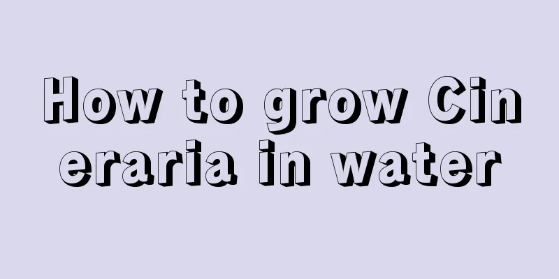 How to grow Cineraria in water