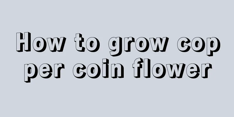 How to grow copper coin flower